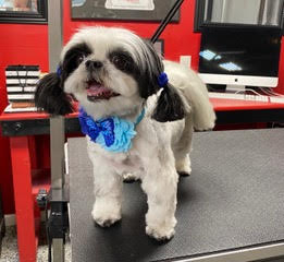 Dog after grooming