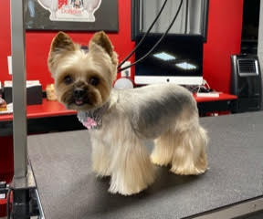 Small dog with bow